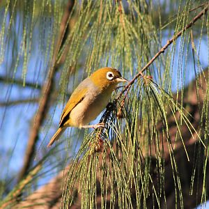 Silvereye (Zosterops lateralis tropicus)