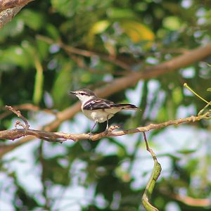 Polynesian Triller (Lalage maculosa modesta)