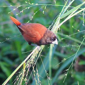 Black-headed Munia (Lonchura atricapilla)