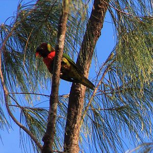 Coconut Lorikeet (Trichoglossus haematodus massena)