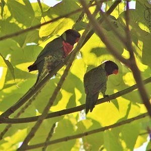 Coconut Lorikeets (Trichoglossus haematodus massena)