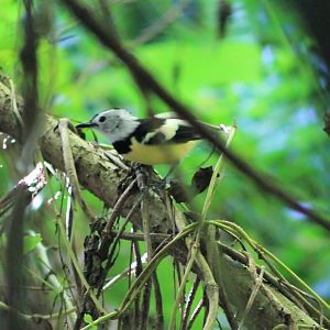 Buff-bellied Monarch (Neolalage banksiana)