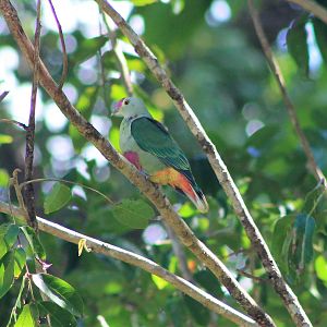 Red-bellied Fruit Dove (Ptilinopus greyi)