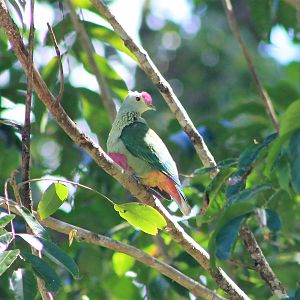 Red-bellied Fruit Dove (Ptilinopus greyi)