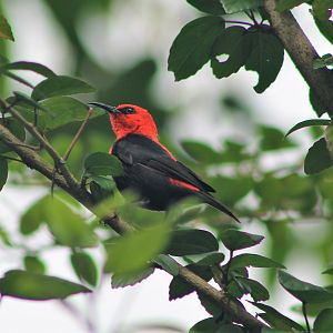 Cardinal Myzomela (Myzomela cardinalis tenuis)