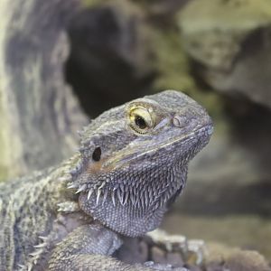 Bearded Dragon