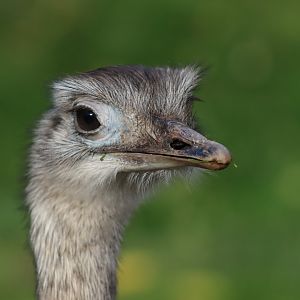 Greater Rhea