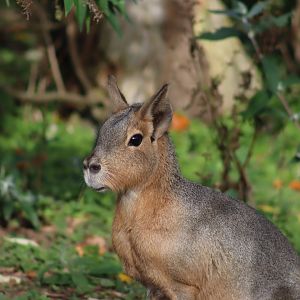 Patagonian Mara