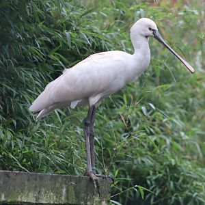 Eurasian Spoonbill