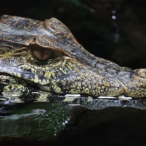 Cuvier's Dwarf Caiman