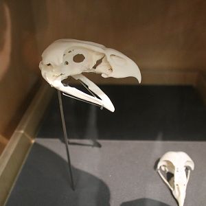 Skull of Eyles' Harrier (Circus teauteensis)
