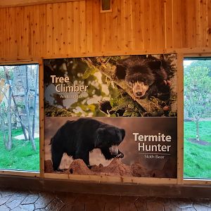 Susie's Bear Hollow- Third Viewing Window