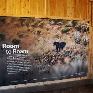 Susie's Bear Hollow- Signage