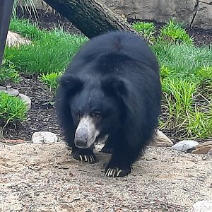 Susie's Bear Hollow- Shiva (Sloth Bear, F)