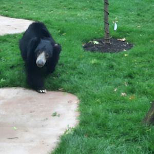 Susie's Bear Hollow- Balawat (Sloth Bear, M)