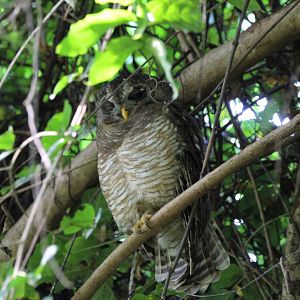 East African Wood Owl