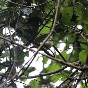 Yellow-Throated Woodland Warbler