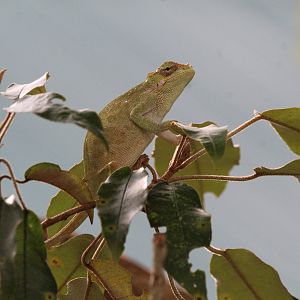 Taita Blade-Horned Chameleon (Female)
