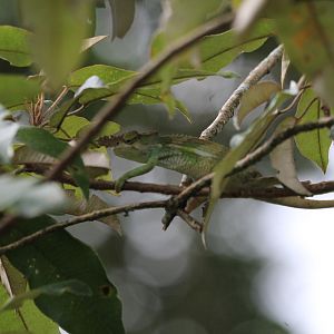Taita Blade-Horned Chameleon (Male)