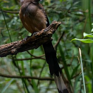 Sumatran treepie (Dendrocitta occipitalis)