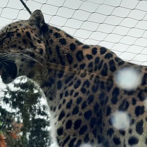 Amur Leopard