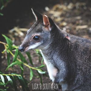 Dusky Pademelon