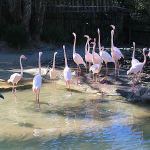 Greater Flamingos