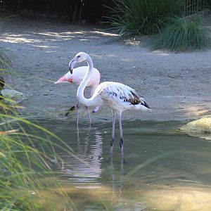Greater Flamingos