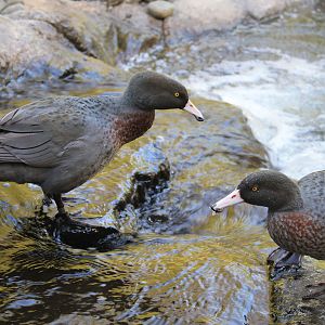Blue Duck pair