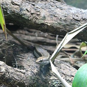 Falla's Skink (Oligosoma fallai)