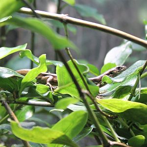 Moko Skink (Oligosoma moco)
