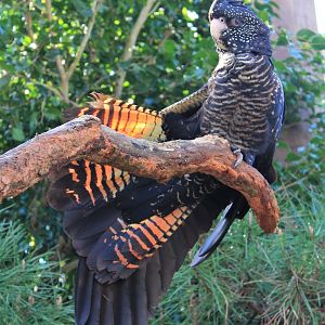 female Red-tailed Black Cockatoo