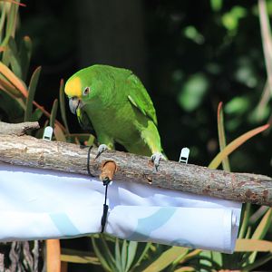 Yellow-crowned Amazon - Flight Show