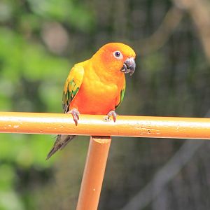 Sun Conure - Flight Show