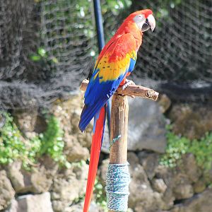 Scarlet Macaw