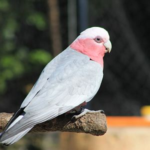 Galah - Flight Show