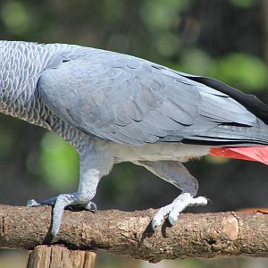 African Grey Parrot - Flight Show