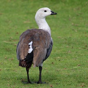 Magellan goose - male