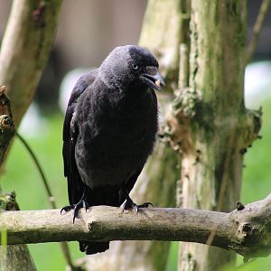 Jackdaw