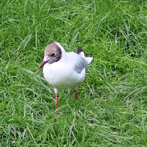 Black-headed gull