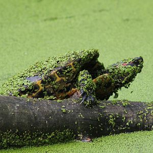 Red-eared slider