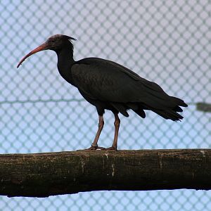 Northern bald ibis