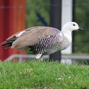 Magellan goose - male