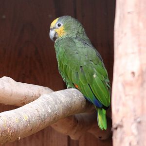 Orange-winged amazon