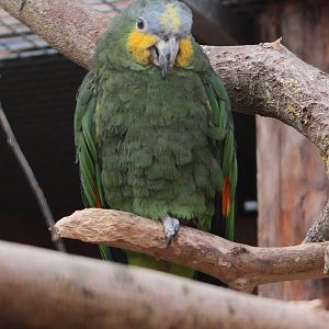 Orange-winged amazon