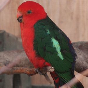 Australian king parrot - male