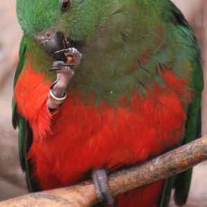 Australian king parrot - female