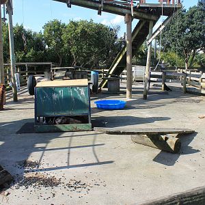 Goats and Alpacas - Buttermilk Farm