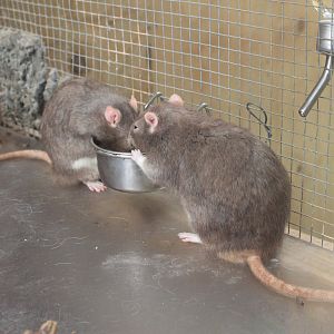 Domestic Rats - Buttermilk Farm