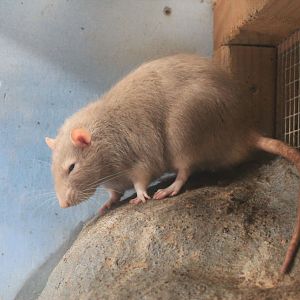 Domestic Rat - Buttermilk Farm